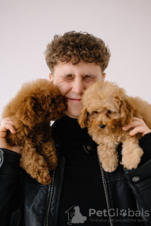 Photo №4. I will sell poodle (toy) in the city of Berlin. breeder - price - 2113$