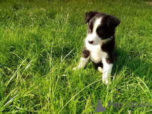 Additional photos: Adorable Border Collie puppies for free adoption