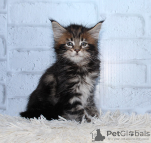 Photo №3. Maine Coon cats. Russian Federation