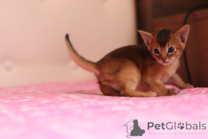 Photo №4. I will sell abyssinian cat in the city of Minsk. private announcement, from nursery, breeder - price - 645$