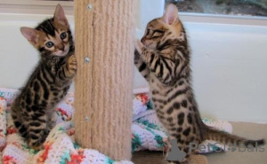 Photo №1. bengal cat - for sale in the city of Valencia de alcántara | negotiated | Announcement № 176390