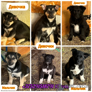 Photo №1. non-pedigree dogs - for sale in the city of Minsk | Is free | Announcement № 163979