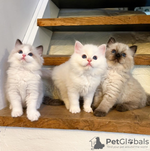 Photo №1. ragdoll - for sale in the city of Paris | negotiated | Announcement № 82751