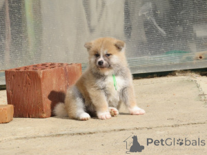 Photo №2 to announcement № 136293 for the sale of akita - buy in Serbia 