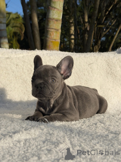 Photo №3. Adorable French Bulldog Puppies Ready for Their Forever Homes!. Sweden