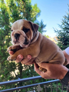 Photo №3. English bulldog. Serbia