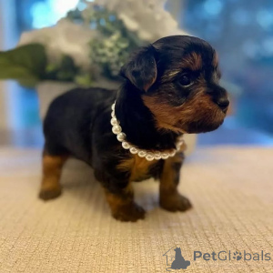 Photo №4. I will sell yorkshire terrier in the city of Helsinki. private announcement, from the shelter - price - 661$