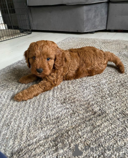 Photo №1. non-pedigree dogs - for sale in the city of Zrenjanin | 1129$ | Announcement № 139808