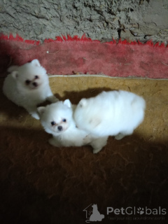 Photo №1. pomeranian - for sale in the city of Апатин | negotiated | Announcement № 138552