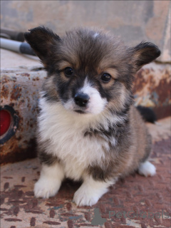 Photo №1. welsh corgi - for sale in the city of Karlsruhe | negotiated | Announcement № 159376