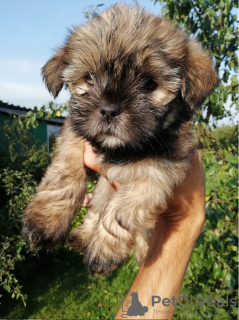 Photo №4. I will sell shih tzu in the city of Daugavpils. private announcement, from nursery, breeder - price - 475$