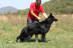 Additional photos: Deutscher Schaferhund Langhaarig