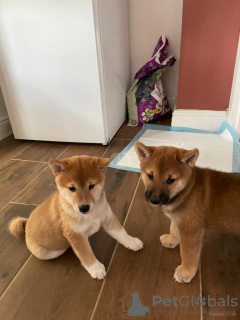 Photo №2 to announcement № 120300 for the sale of shiba inu - buy in France private announcement