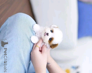 Photo №1. shih tzu - for sale in the city of Флорида Сити | 500$ | Announcement № 139164