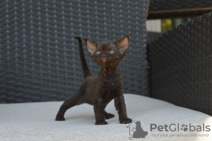 Photo №4. I will sell devon rex in the city of Munich. private announcement, breeder - price - 370$