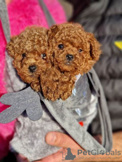 Photo №3. Red toy poodles. Serbia