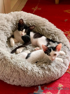 Photo №1. persian cat - for sale in the city of Helsinki | 568$ | Announcement № 163742