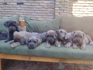 Photo №3. Cane Corso puppy top -class puppy. Serbia