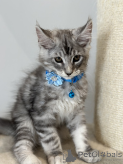 Photo №4. I will sell maine coon in the city of Monaco. breeder - price - 2958$