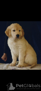 Photo №3. Golden retriever puppy. Russian Federation