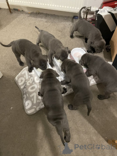 Photo №1. cane corso - for sale in the city of Bad Münsteerefel | negotiated | Announcement № 166369