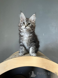 Photo №3. Stunning Maine coon kittens. Germany