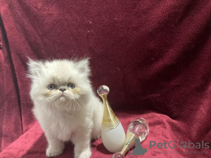 Photo №2 to announcement № 110364 for the sale of persian cat - buy in Germany 