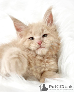 Photo №3. Maine coon. United States