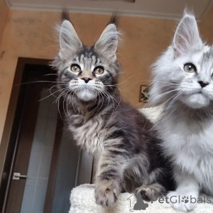 Photo №1. maine coon - for sale in the city of Aberdeen | negotiated | Announcement № 146001