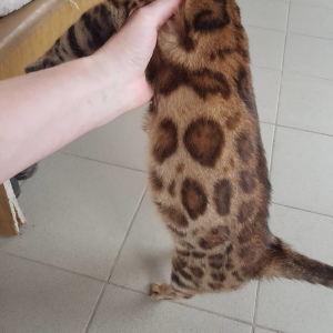 Photo №2 to announcement № 1839 for the sale of bengal cat - buy in Russian Federation from nursery