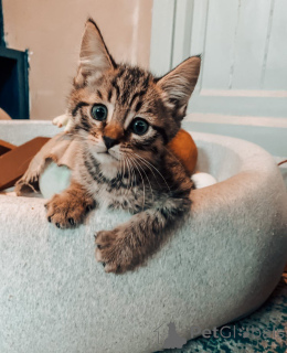 Photo №1. pixiebob shorthair - for sale in the city of Feldkirch | 212$ | Announcement № 143769