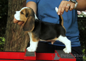 Photo №1. beagle - for sale in the city of Франкфурт-на-Майне | 380$ | Announcement № 124715