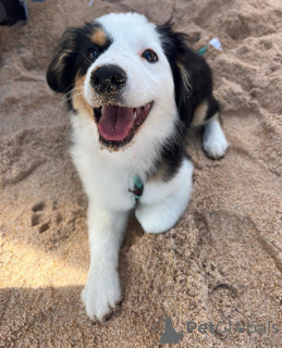 Photo №1. australian shepherd - for sale in the city of Братислава | Is free | Announcement № 111327