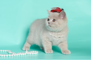 Photo №1. british shorthair - for sale in the city of Minsk | 588$ | Announcement № 5582