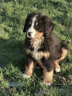 Photo №1. bernese mountain dog - for sale in the city of Le Lion-d'Angers | 1743$ | Announcement № 40307