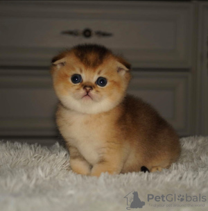Photo №2 to announcement № 7958 for the sale of chinchilla cat - buy in Belarus private announcement, breeder