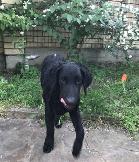 Photo №4. I will sell curly-coated retriever in the city of Kiev. from nursery - price - negotiated