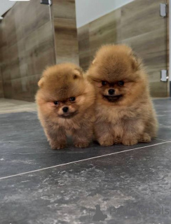 Photo №2 to announcement № 159972 for the sale of pomeranian - buy in Serbia 