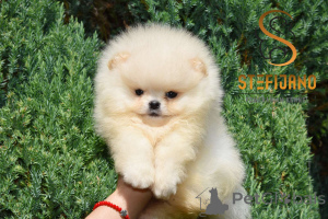 Photo №2 to announcement № 146697 for the sale of pomeranian - buy in Serbia breeder