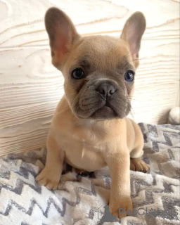 Photo №1. french bulldog - for sale in the city of Augsburg | negotiated | Announcement № 168394