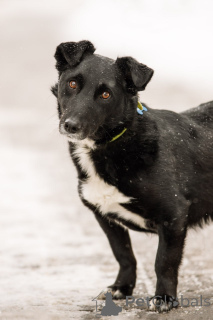 Photo №4. I will sell non-pedigree dogs in the city of Moscow river. private announcement, from the shelter - price - Is free