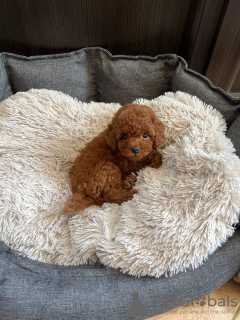 Photo №2 to announcement № 114450 for the sale of poodle (toy) - buy in Netherlands breeder