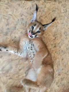 Photo №2 to announcement № 3802 for the sale of caracal - buy in Russian Federation from nursery, breeder