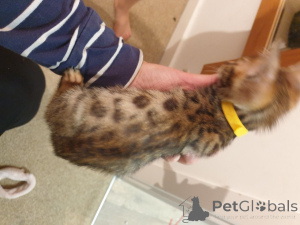 Photo №3. Beautiful Bengal Kittens. Serbia