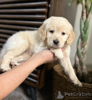 Photo №2 to announcement № 43822 for the sale of golden retriever - buy in United States private announcement