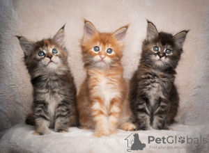 Photo №1. maine coon - for sale in the city of Helsinki | 250$ | Announcement № 111223