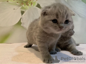 Photo №1. scottish fold - for sale in the city of Мюнхен-Флугхафен | 402$ | Announcement № 118358