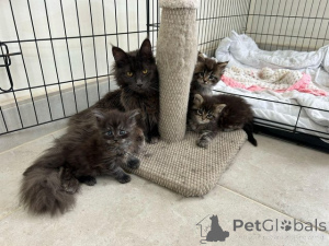 Photo №1. maine coon - for sale in the city of Beilngries | Is free | Announcement № 145307