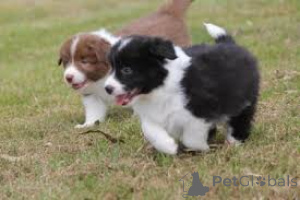 Photo №1. border collie - for sale in the city of Rotterdam | 723$ | Announcement № 165584
