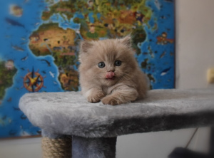 Photo №4. I will sell scottish straight in the city of Taganrog. from nursery - price - 600$